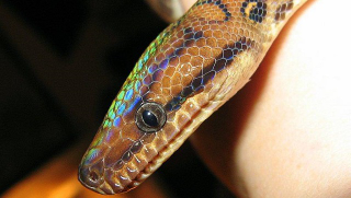 Illustration for article titled Why Certain Snakes Shimmer Like Rainbows